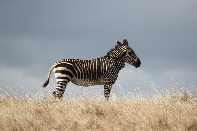 African Wildlife
